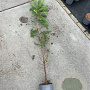 Larix kaempferi 100-125 cm 2,0L