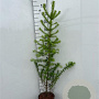 Larix kaempferi 125-150 cm 5,0L