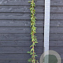 Lonicera Caprilia Ever 150-175 cm vierkant rond 5,5L