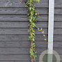 Lonicera jap. 'Red World' 150-175 cm vierkant rond 5,5L