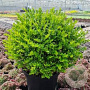 Lonicera nit. G. Cl. Green Breeze 20-25 cm 2,0L