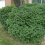 Lonicera xylosteoides 250-300 cm draadkluit struik
