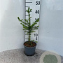 Picea abies 30-40 cm 2,0L