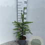 Picea omorika 30-40 cm 2,0L