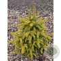 Picea sitchensis 'Aurea' 100-125 cm met kluit solitair