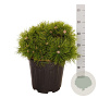 Pinus dens. 'Low Glow' 60-70 cm 25L 60 cm stam bol