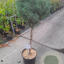 Pinus mugo 'Mops' 70 cm stam 15L