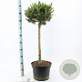 Pinus mugo 'Ophir' 60 cm stam 10L