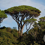 Pinus pinea 80-90 HA 15L