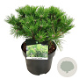 Pinus dens. 'Low Glow' 30-40 cm 4,5L
