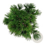 Pinus heldreichii 'Compact Gem' 30-40 cm 7,5L