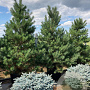 Pinus sylvestris 200-250 cm cont. 160L