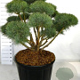 Pinus sylv. 'Watereri' 100-125 cm cont. 230L bonsai