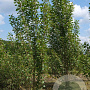 Populus nigra 'Italica' 45-50 HO draadkluit geveerd