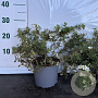 Potentilla f. 'Abbotswood' 30-35 cm 2,0L