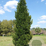 Podocarpus macrophyllus 25-30 cm 3,0L