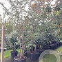 Prunus 'Accolade' 200-250 cm container meerstammig extra