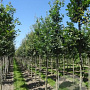 Quercus robur 6-8 HO draadkluit