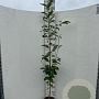 Prunus avium 150-175 cm 5,0L