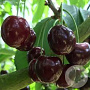 Prunus a. 'Kordia' halfstam 10L