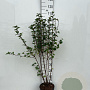 Ribes alpinum 'Schmidt' 80-100 cm 5,0L