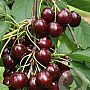 Prunus a. 'Sunburst' halfstam 10L