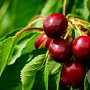 Prunus 'Carmine Jewel' 40-50 cm 5,0L