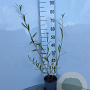 Salix alba 60-80 cm 2,0L
