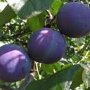 Prunus d. 'Bleue de Belgique' halfstam 10L