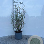 Salix purpurea 'Nana' 30-40 cm C1.3