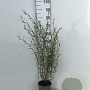 Salix purpurea 'Nana' 40-60 cm 2,0L