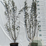 Salix repens 60-80 cm 2,0L