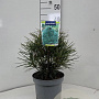 Sciadopitys verticillata 25-30 cm 5,0L