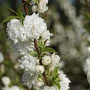 Prunus glandulosa 'Alba Plena' 80-100 cm 10L