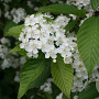Sorbus alnifolia 300-350 cm draadkluit struik