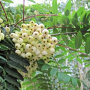 Sorbus arn. 'White Wax' 6-8 HO draadkluit