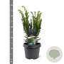 Taxus media 'Densiformis' 25-30 cm 3,5L