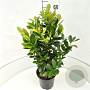 Prunus l. 'Antonius' 60-80 cm 6,5L