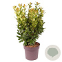 Prunus l. 'Antonius' 80-90 cm 20L