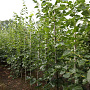Tilia europaea 'Euchlora' 8-10 HO draadkluit