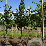 Tilia flavescens 'Glenleven' 12-14 HO draadkluit