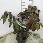 Viburnum plic. 'Mariesii' 50-60 cm 5,0L