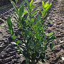 Prunus l. Elly 60-80 cm met kluit