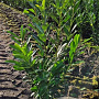 Prunus l. Elly 80-100 cm met kluit
