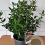 Viburnum tin. 'Gwenllian' 40-50 cm 5,0L