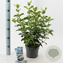Viburnum tin. Lisarose 25-30 cm 2,0L