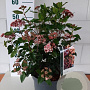 Viburnum tin. Lisarose 35-40 cm 5,0L