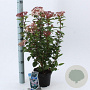 Viburnum tin. Spirit 25-30 cm 2,0L