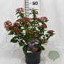 Viburnum tin. Spirit 30-40 cm 3,0L