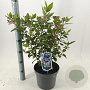 Viburnum tin. Spirit 35-45 cm 5,0L